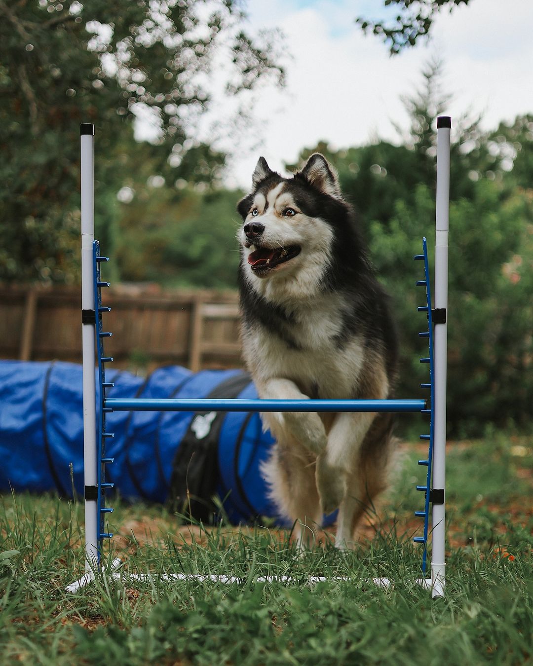 Better Sporting Dogs Adjustable Dog Agility Bar Jumps