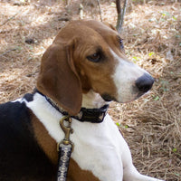 Pendleton Hiker Collar