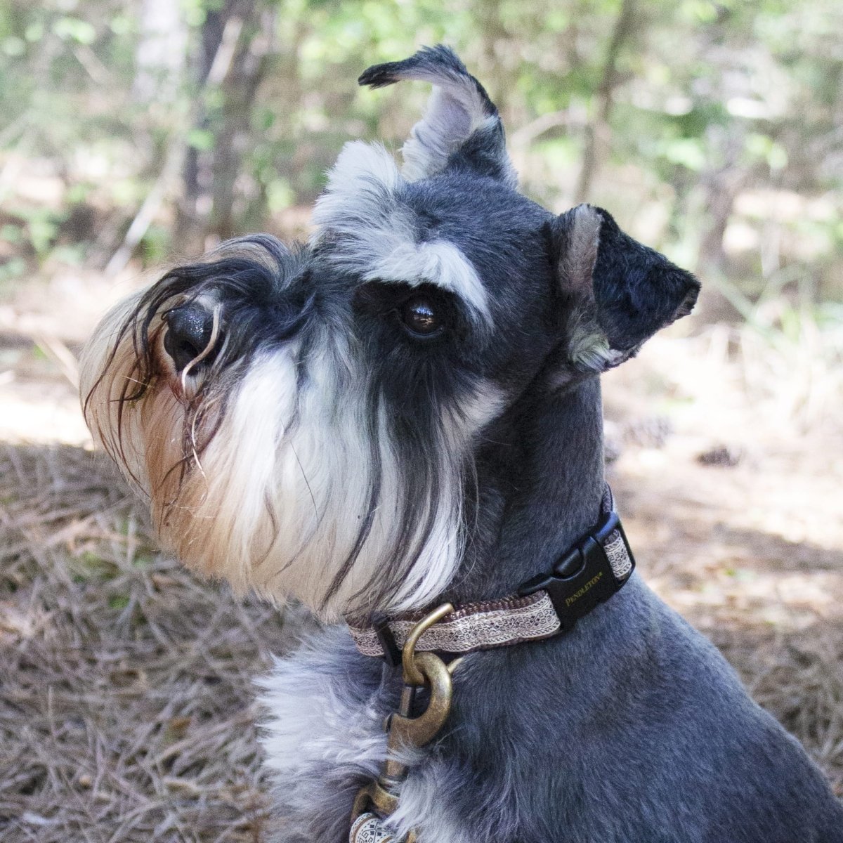 Pendleton Hiker Collar