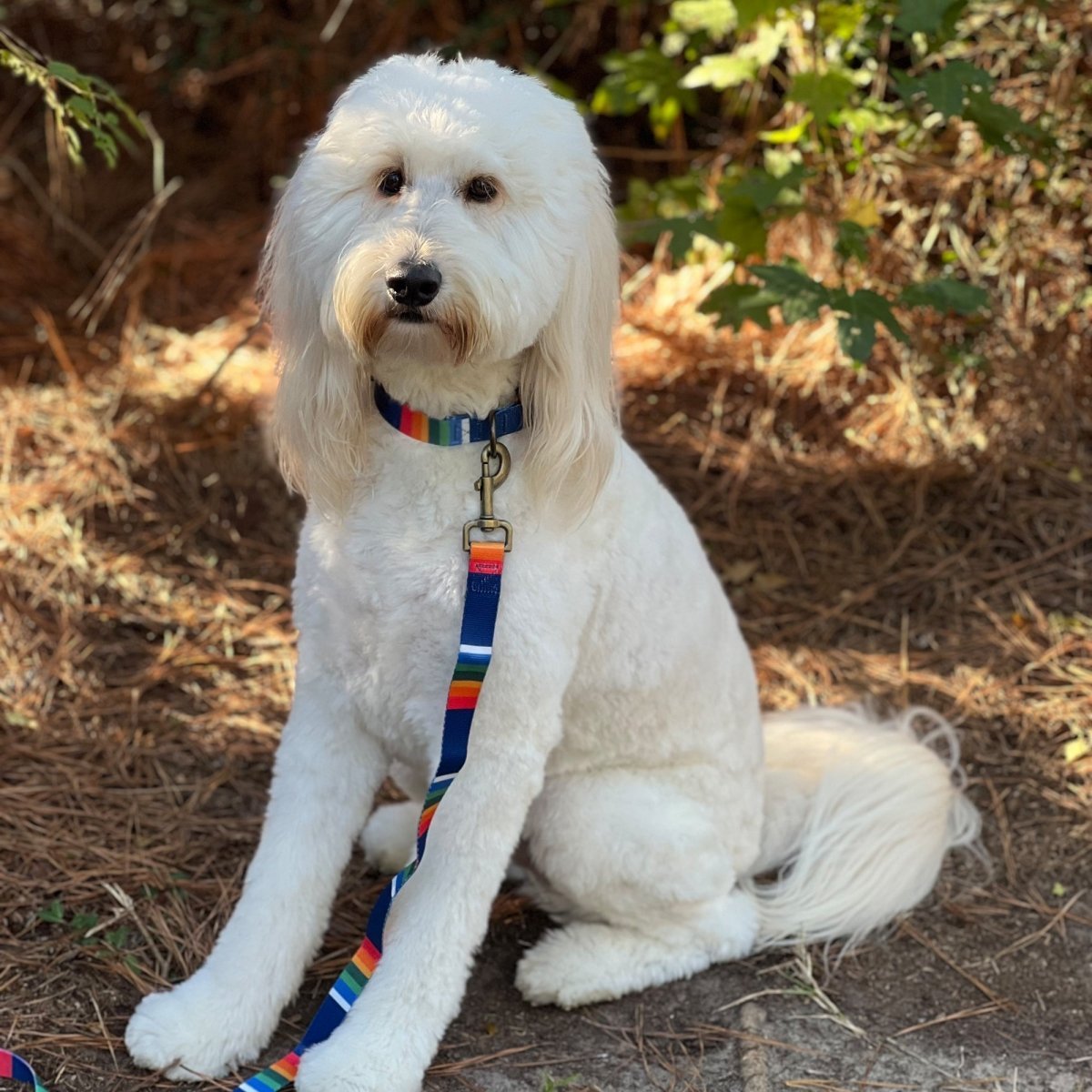 Pendleton National Park Adventure Dog Collar