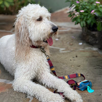 Pendleton National Park Adventure Leash