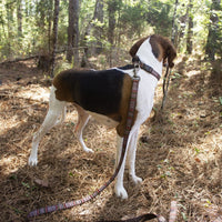 Pendleton National Park Hiker Collar
