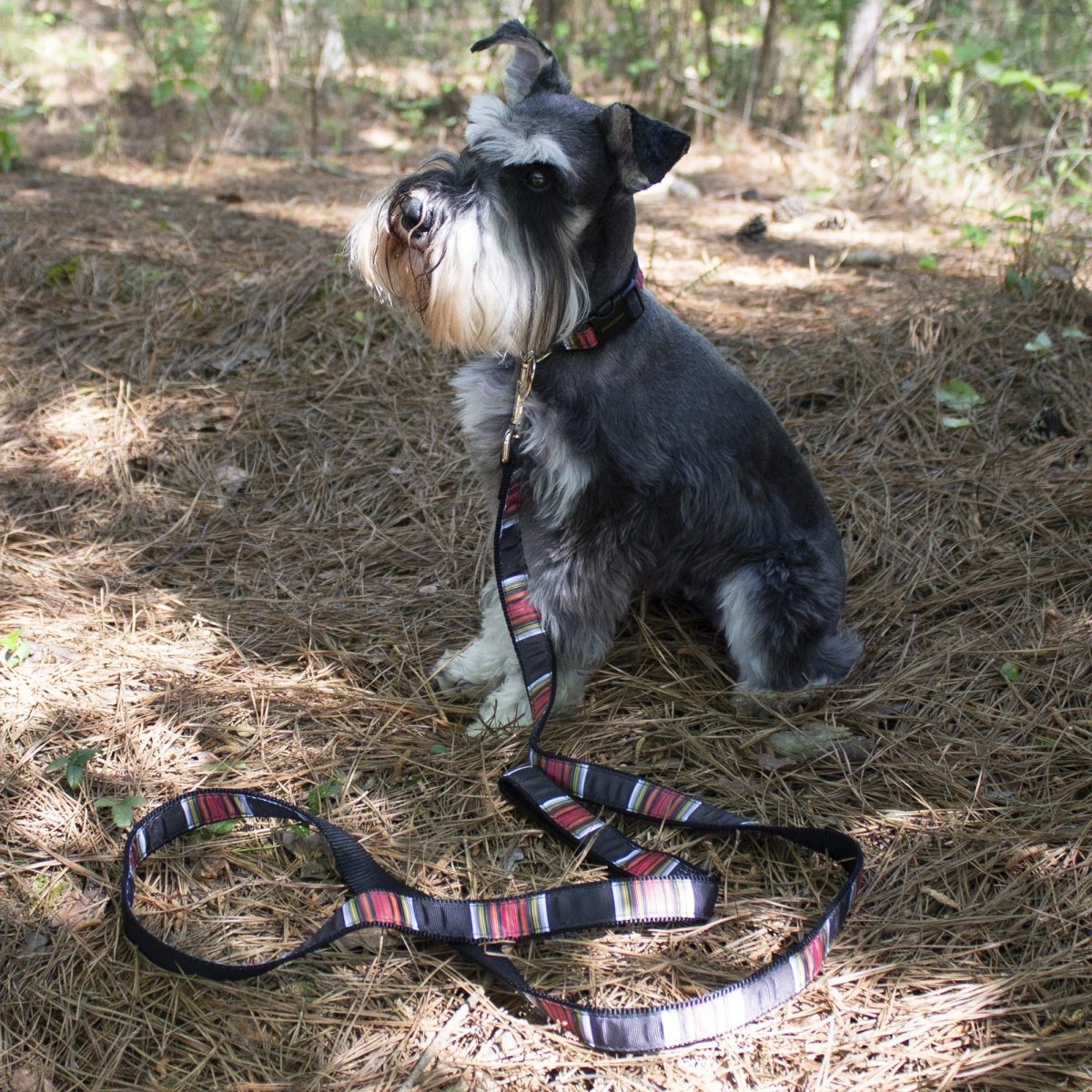Pendleton National Park Hiker Collar