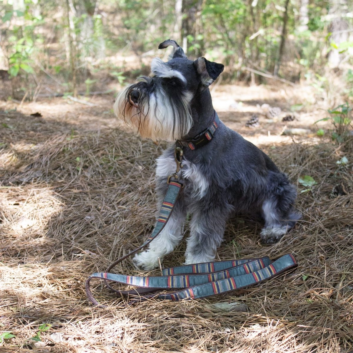 Pendleton National Park Hiker Collar