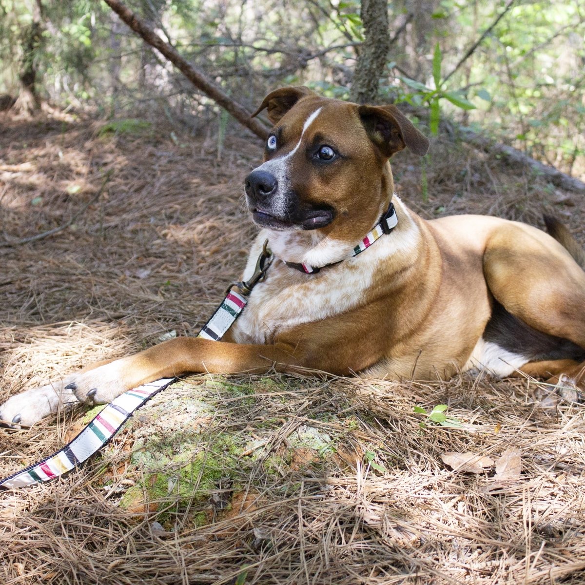Pendleton National Park Hiker Collar
