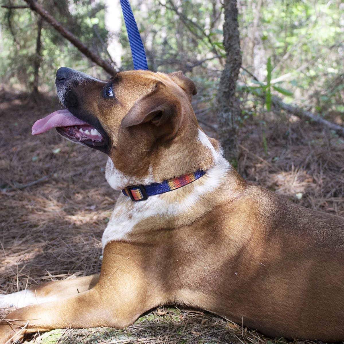 Pendleton National Park Hiker Collar