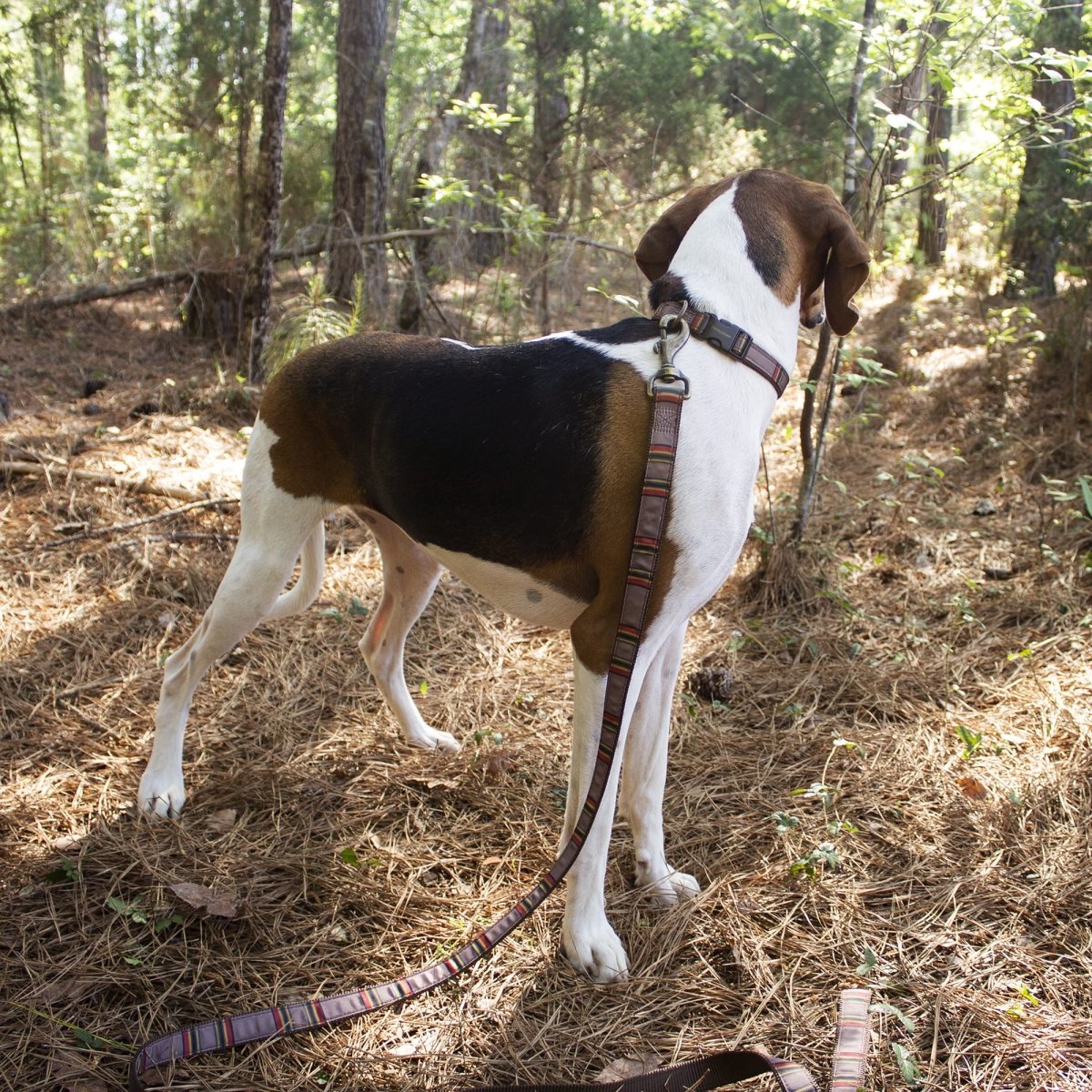 Pendleton National Park Hiker Leash