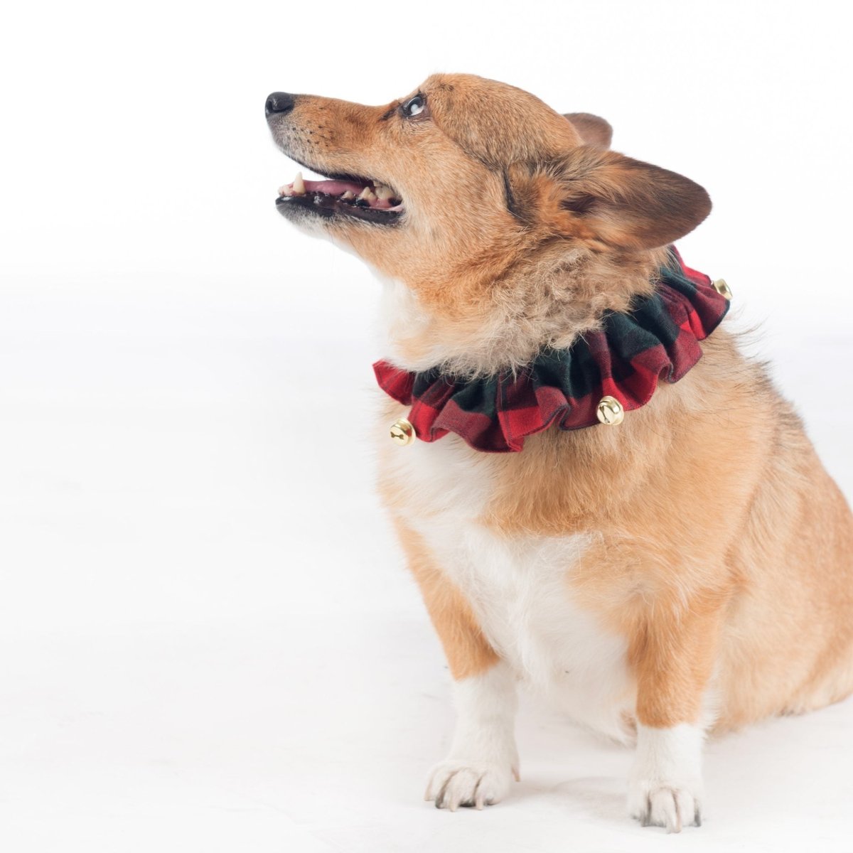 Pendleton Plaid Jingle Holiday Collar