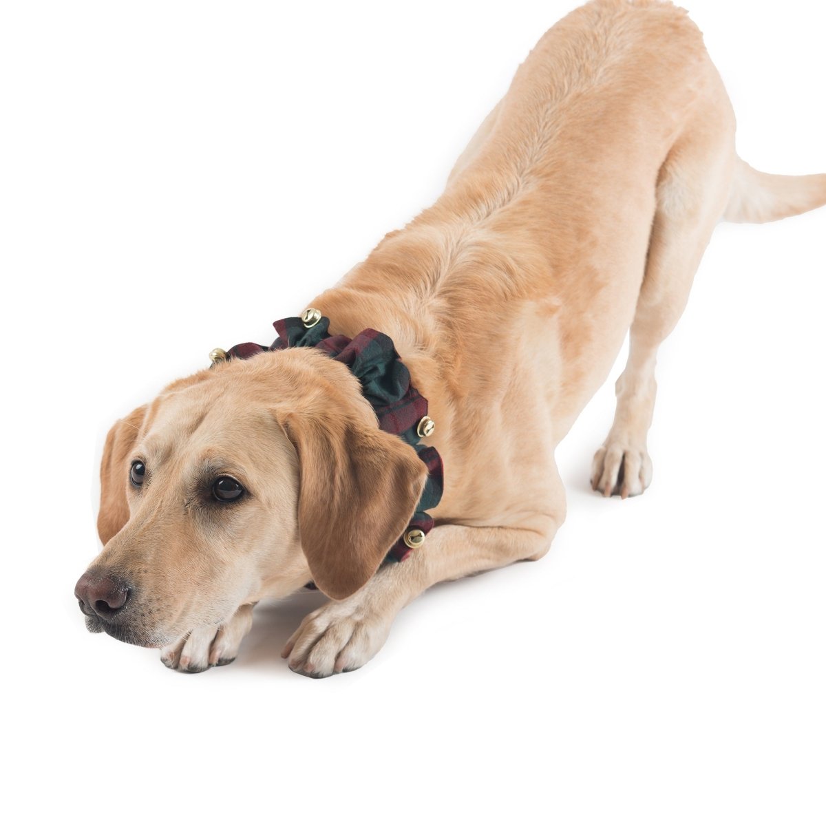 Pendleton Plaid Jingle Holiday Collar