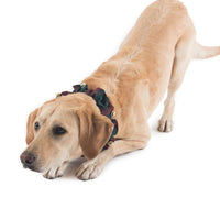 Pendleton Plaid Jingle Holiday Collar