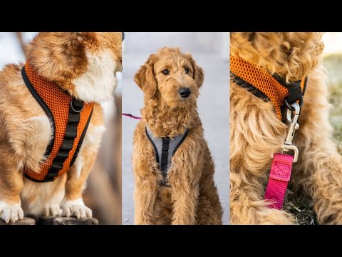 K9 Sport Harness