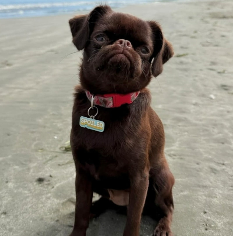 Spoiled Pet ID Tag