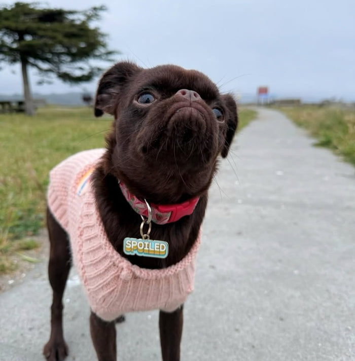 Spoiled Pet ID Tag