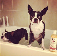 2-in-1 Dog Shampoo & Conditioner – Coconut, 17 oz