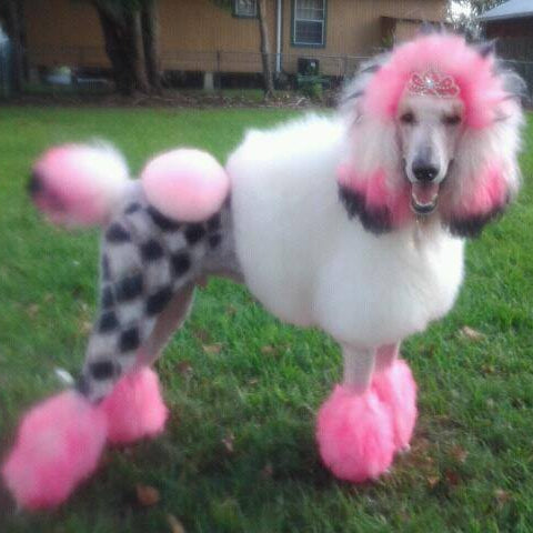 Critter Color - Temporary Pet Fur Coloring/Dog Dye
