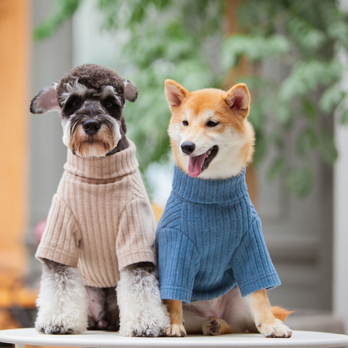 Touchdog ® 'Modress' Fashion Designer Dog Sweater and Dress