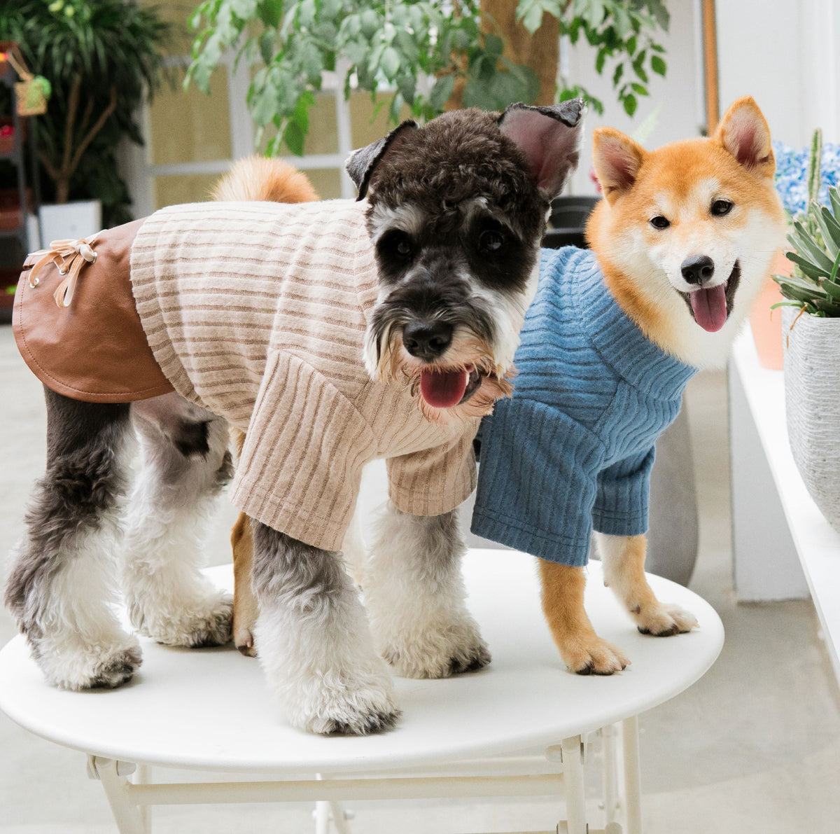 Touchdog ® 'Modress' Fashion Designer Dog Sweater and Dress