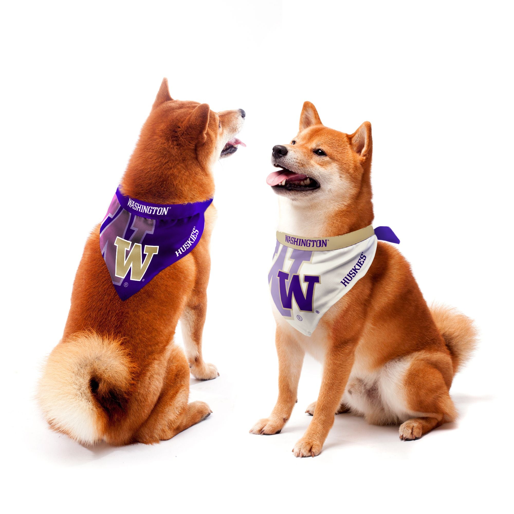 Washington huskies shop dog collar