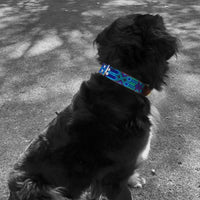 Artisan Azul Handmade Dog Collars