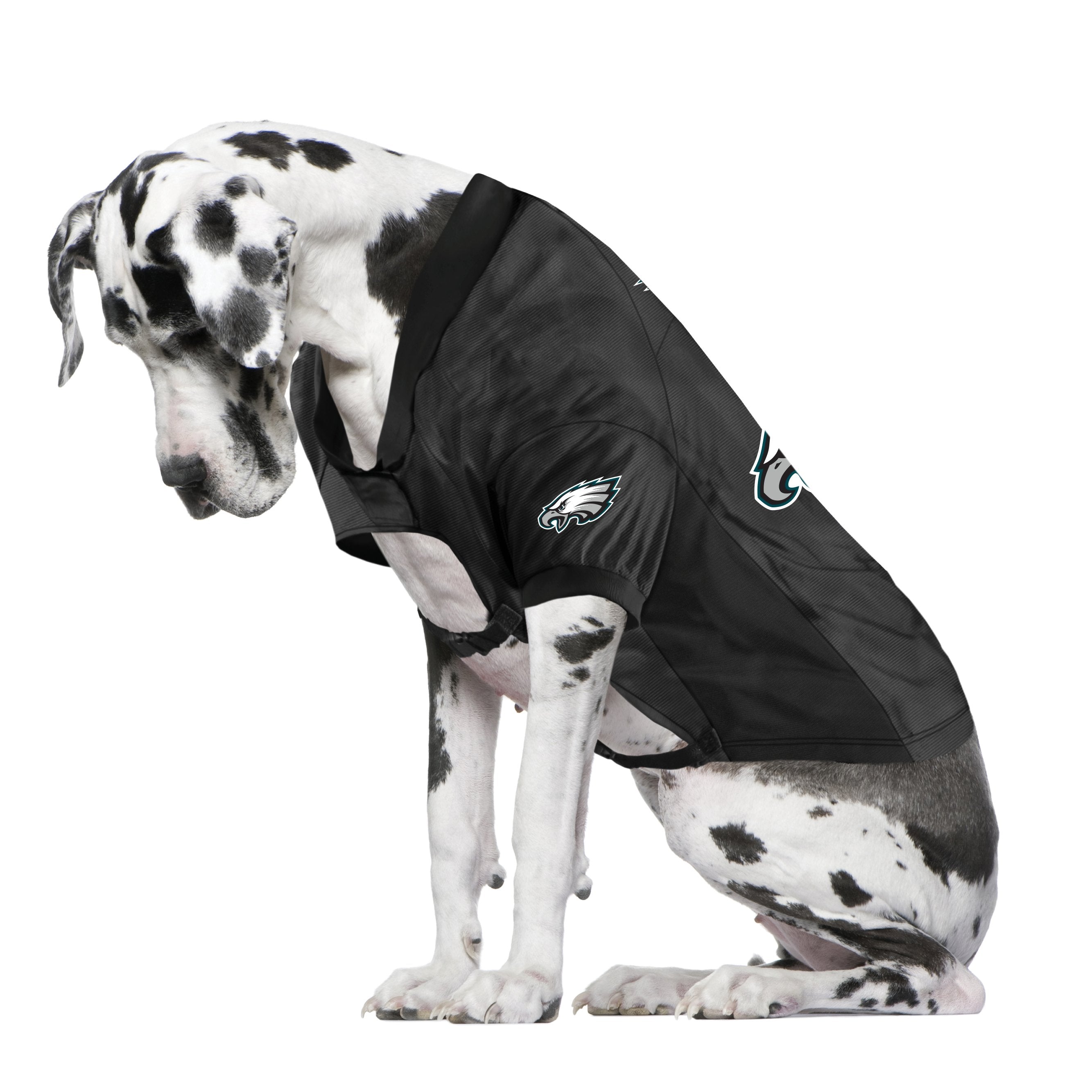 Philadelphia top eagles dog