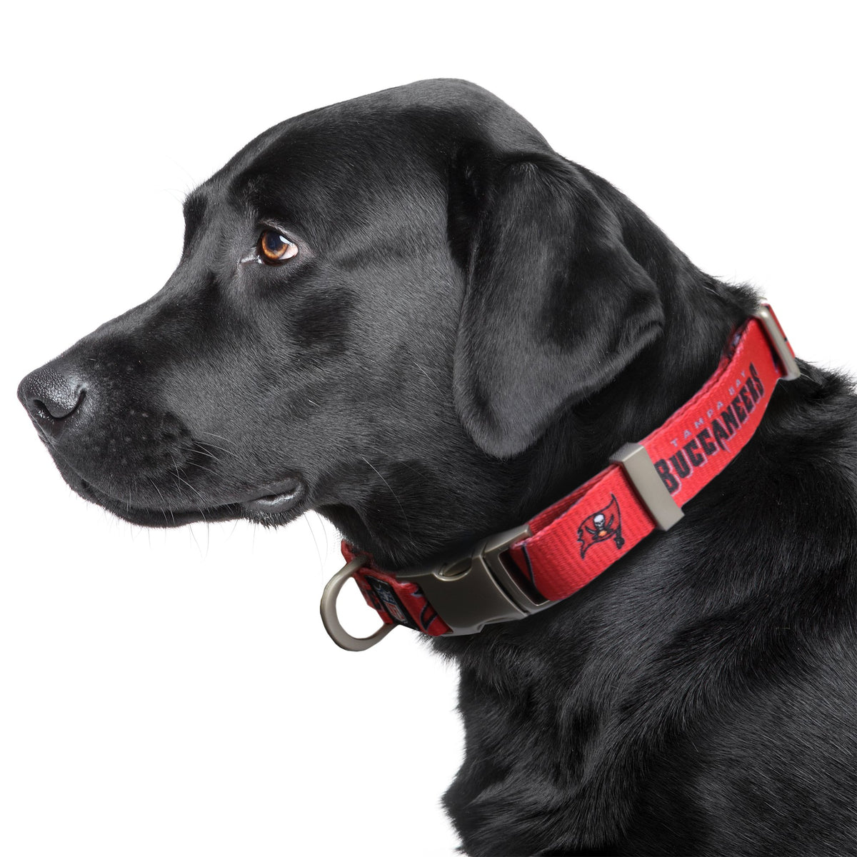 Tampa Bay Buccaneers Premium Dog Collar or Leash - 3 Red Rovers