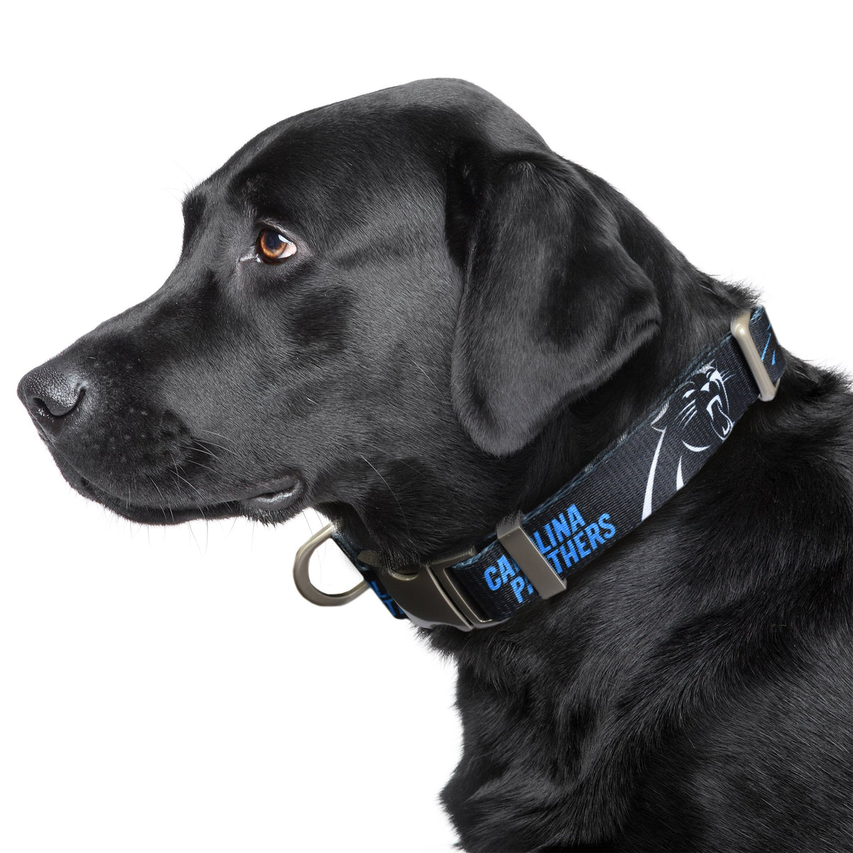 Carolina Panthers Premium Dog Collar or Leash - 3 Red Rovers
