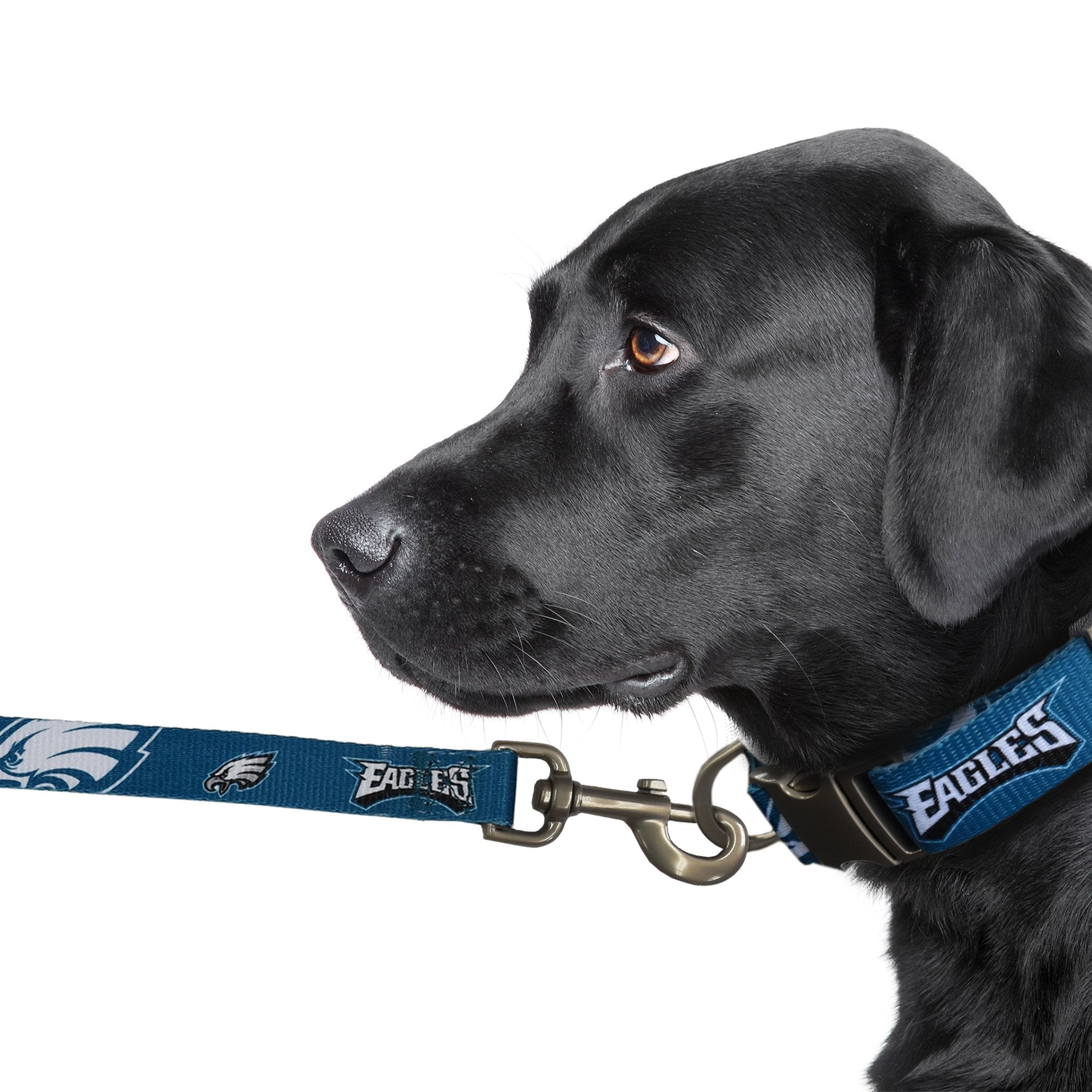 Eagles discount dog harness