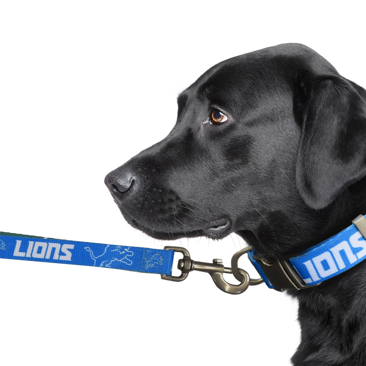 Detroit Lions Premium Dog Collar or Leash - 3 Red Rovers