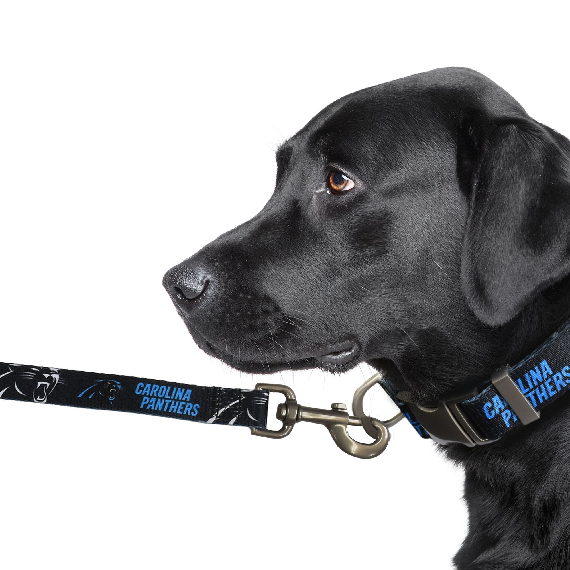 Carolina panthers shop dog collar