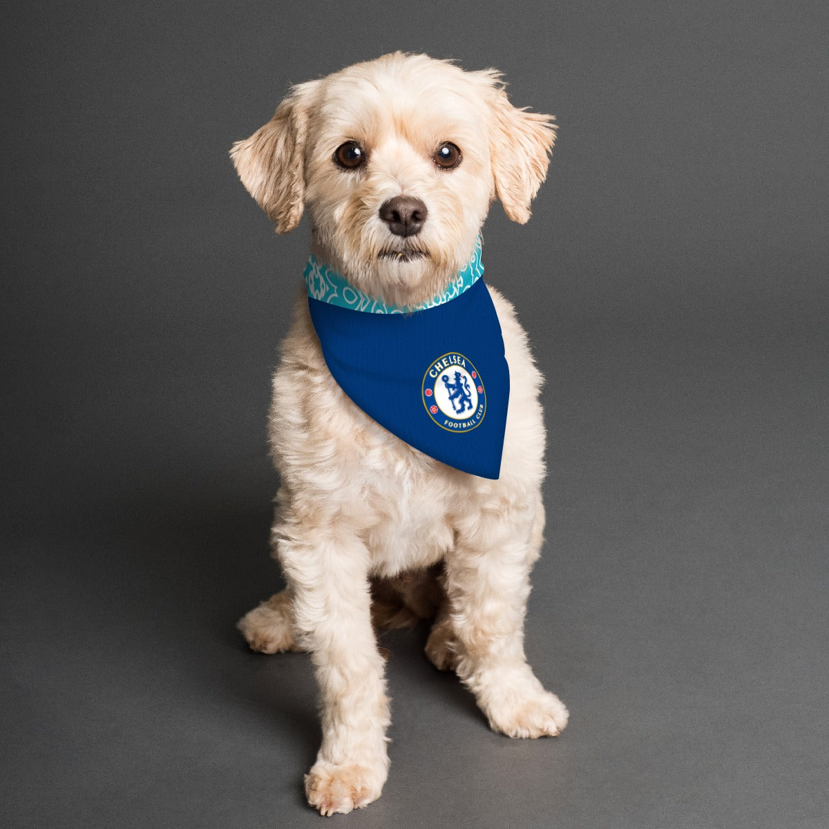 Chelsea fc dog sales collar