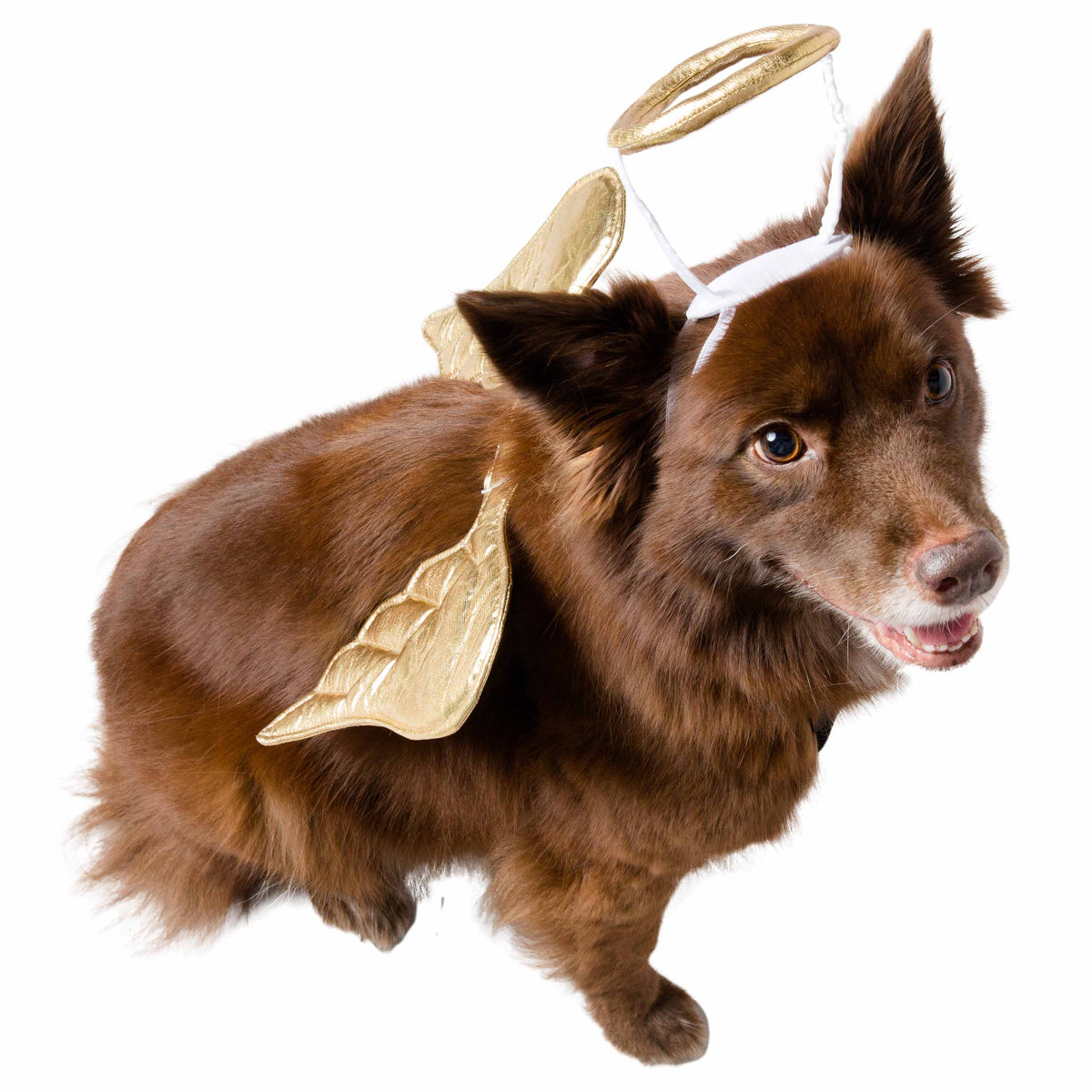 Angel Pet Costume - 3 Red Rovers