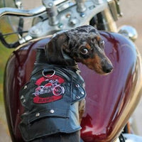 Biker Dawg Black Motorcycle Jacket - 3 Red Rovers