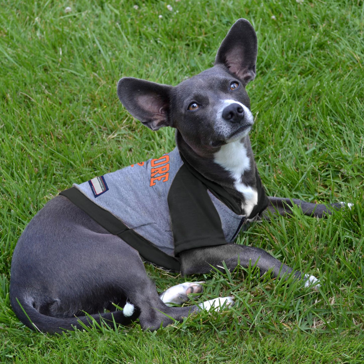 Pets First MLB Baltimore Orioles Tee Shirt for Dogs & Cats. Officially  Licensed - Extra Large 