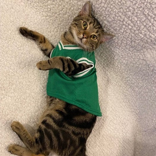 Boston Celtics Pet Jersey - 3 Red Rovers