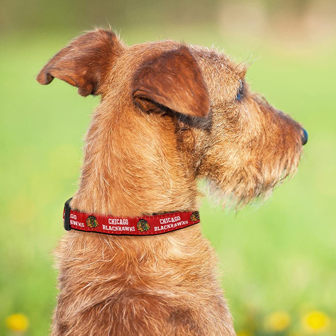 Blackhawks hot sale dog collar