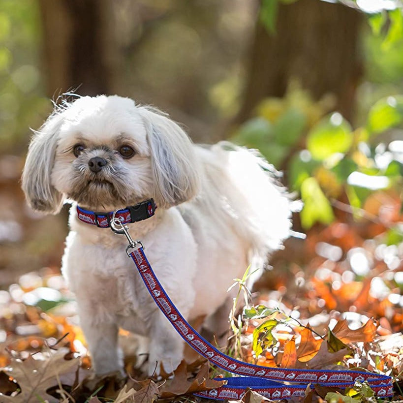 Avalanche dog clearance collar