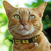 IA Hawkeyes Cat Collar - 3 Red Rovers