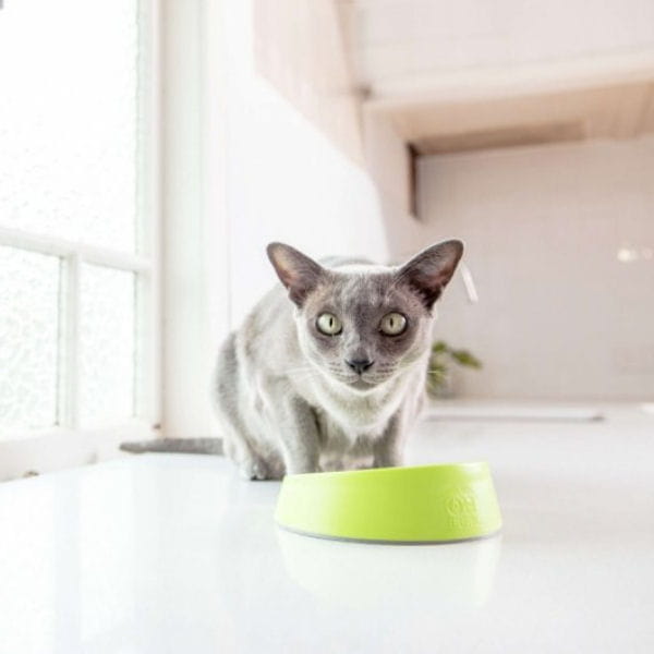 LickiMat OH Bowl for Cats