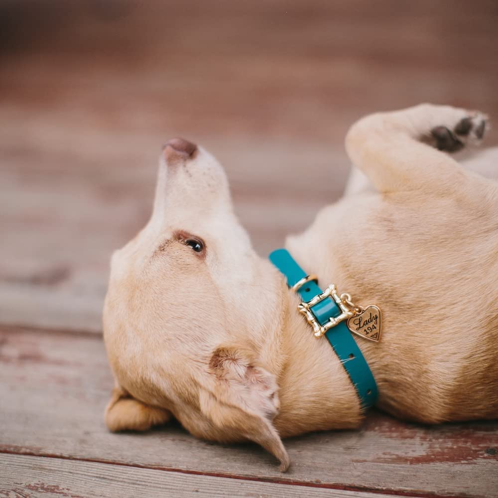 Lady and the 2025 tramp dog collar