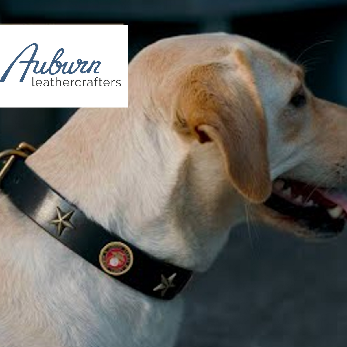 Marine corps dog sales collar