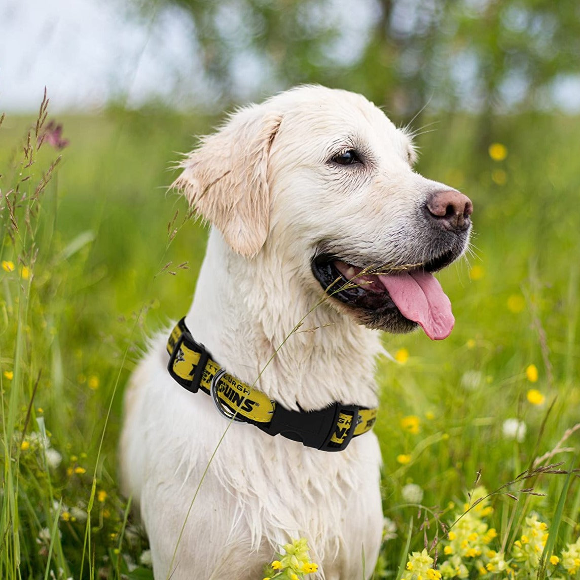 Pittsburgh penguins dog outlet collar