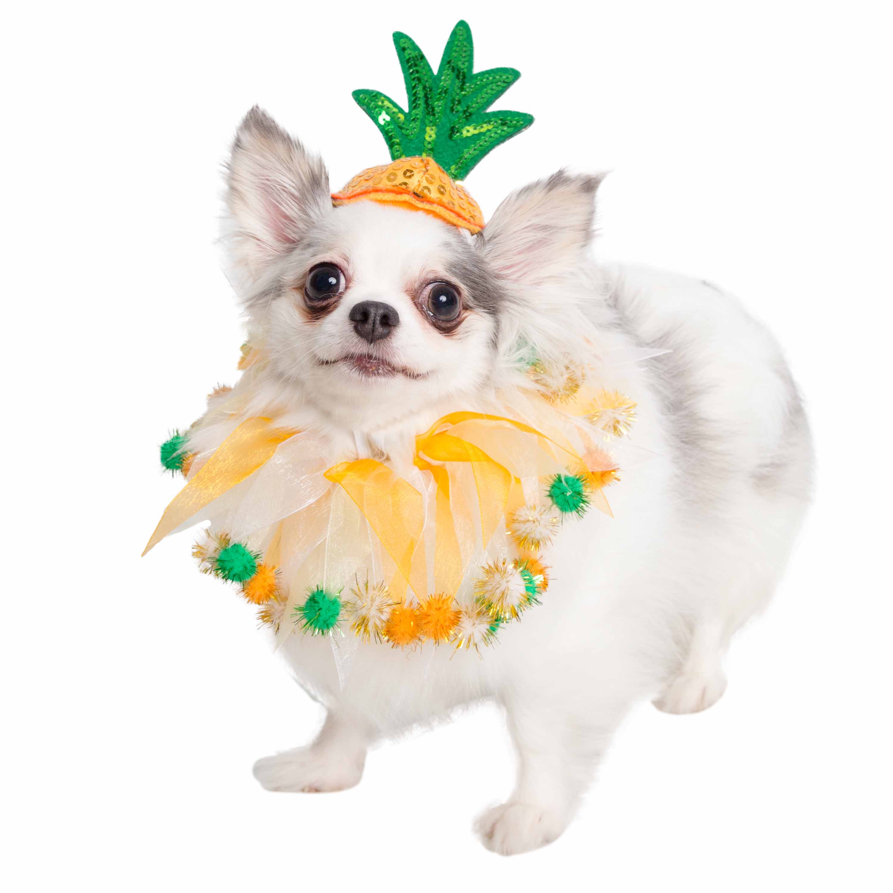 Pineapple costume hotsell for dog