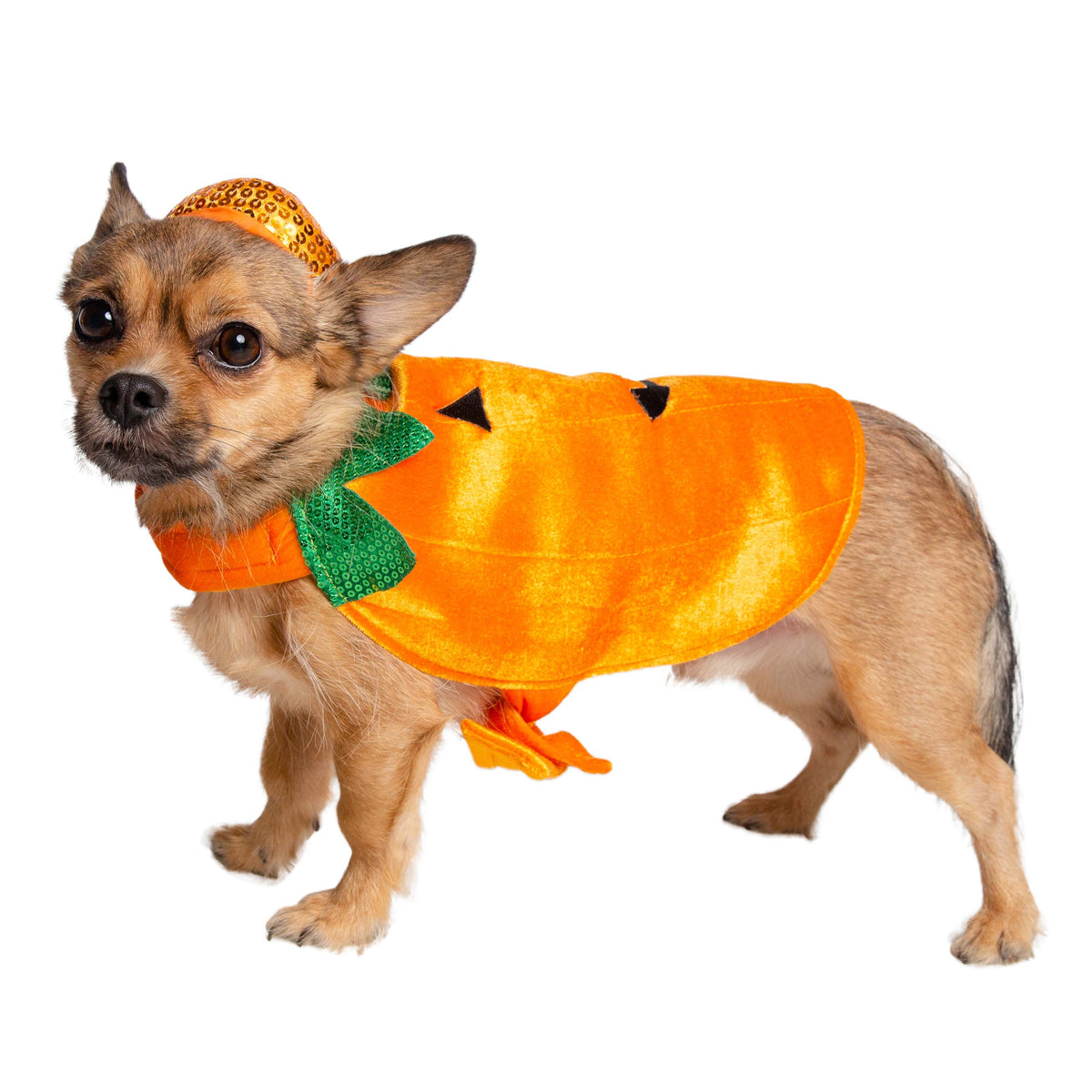 Pumpkin Pet Costume - 3 Red Rovers