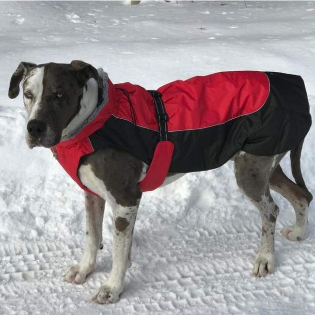 Alpine All Weather Coat - Red and Black - 3 Red Rovers