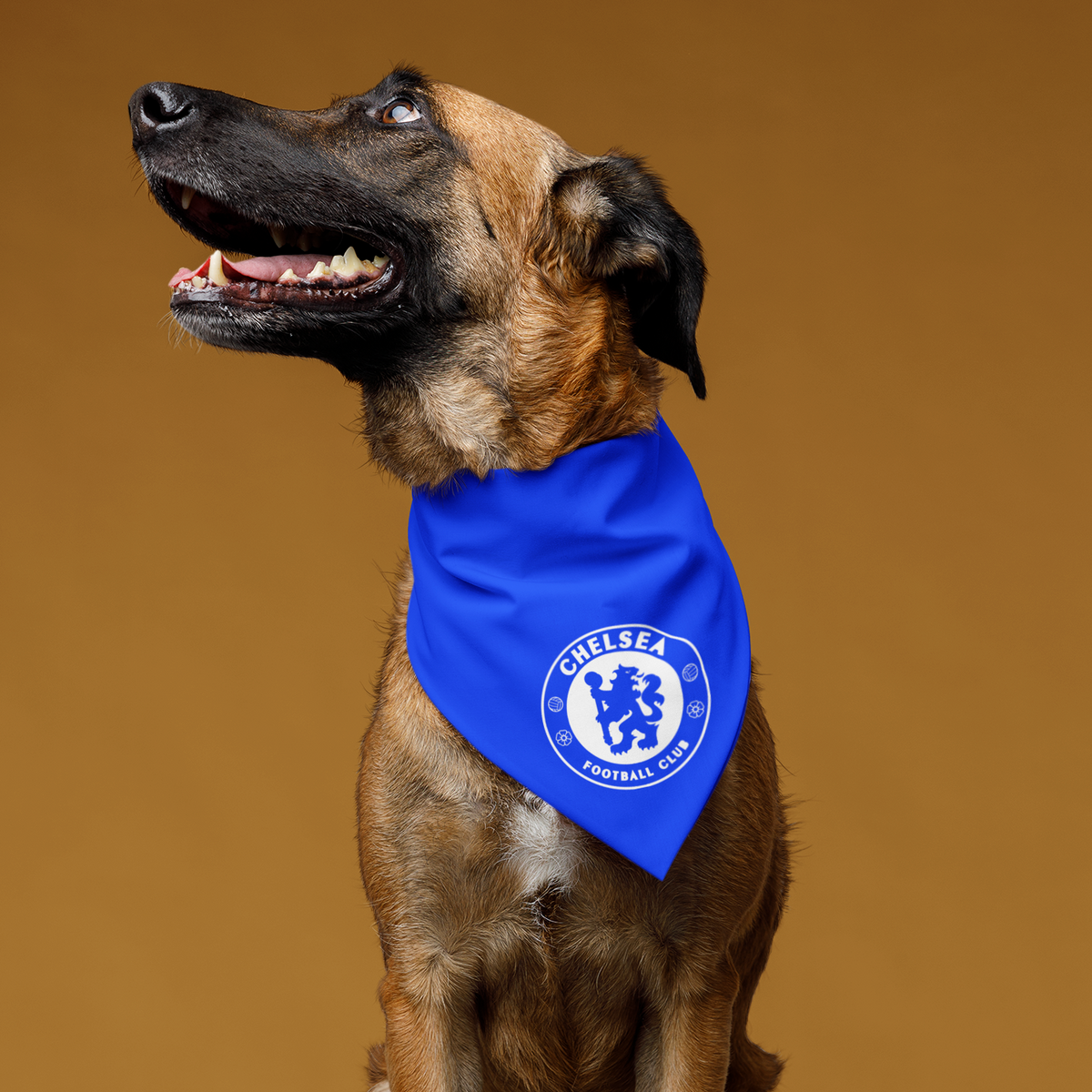 Chelsea dog jersey hotsell
