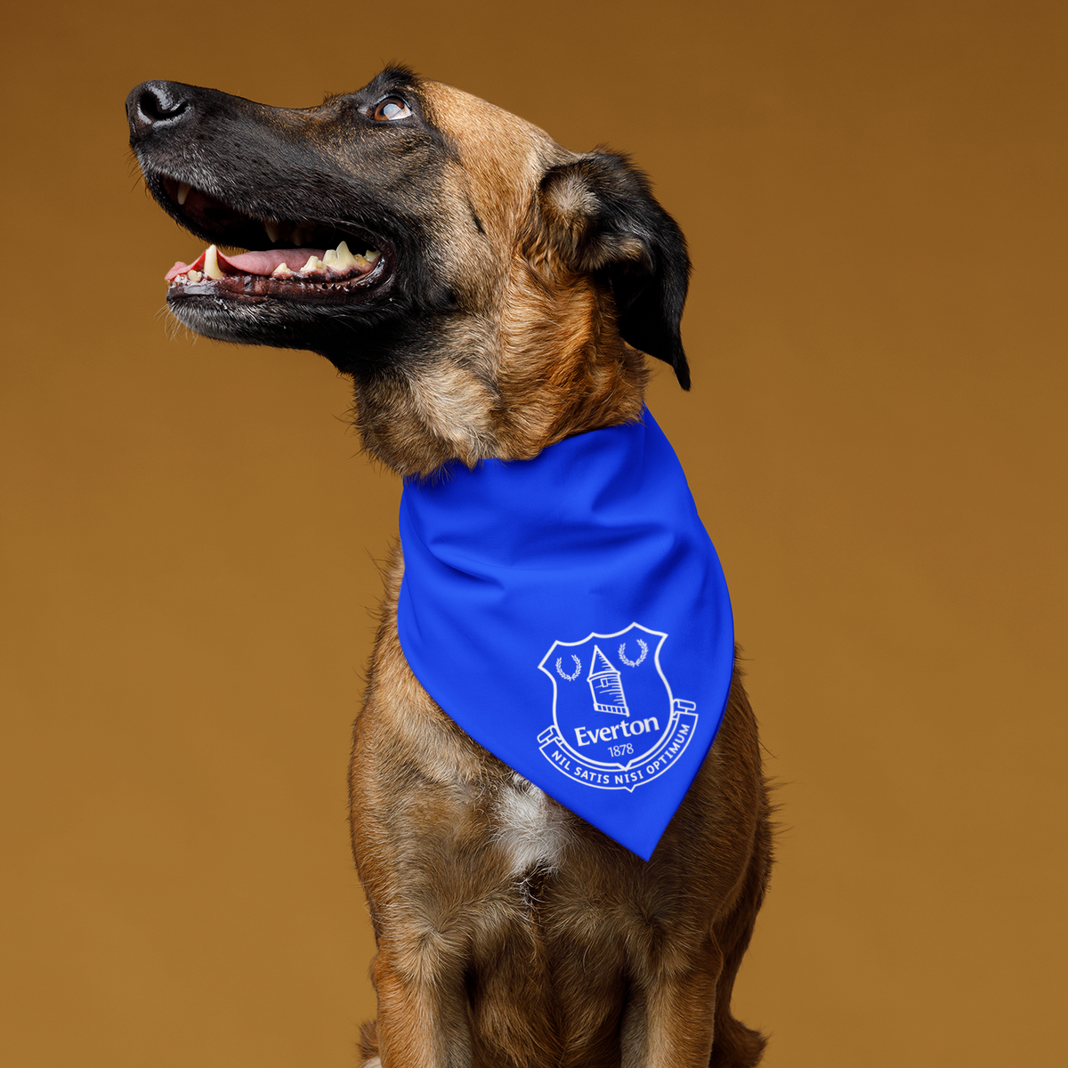 Everton dog deals bandana