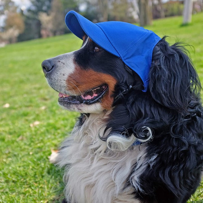 Los Angeles Chargers Pet Baseball Hat - 3 Red Rovers