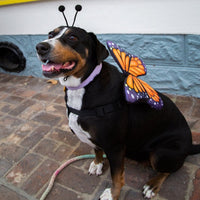 Butterfly Pet Costume Set - 3 Red Rovers