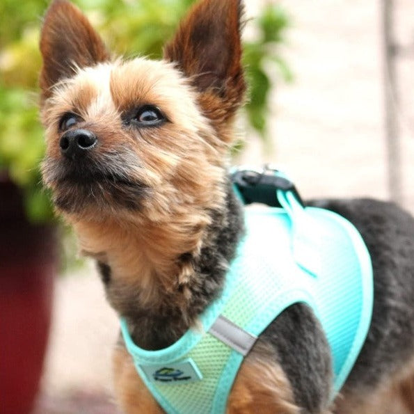 American River Choke Free Dog Harness™ Ombre - Aruba Blue - 3 Red Rovers
