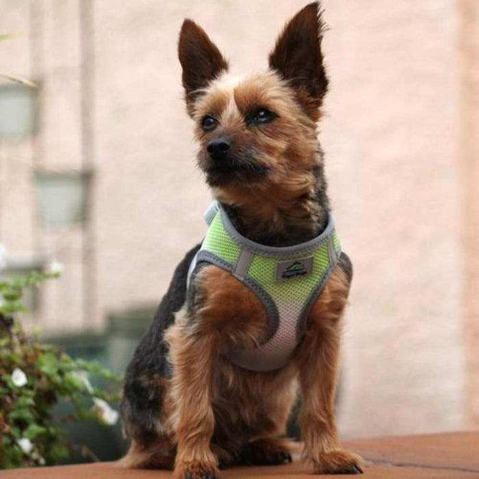 American River Choke Free Dog Harness™ Ombre - Limestone Gray - 3 Red Rovers